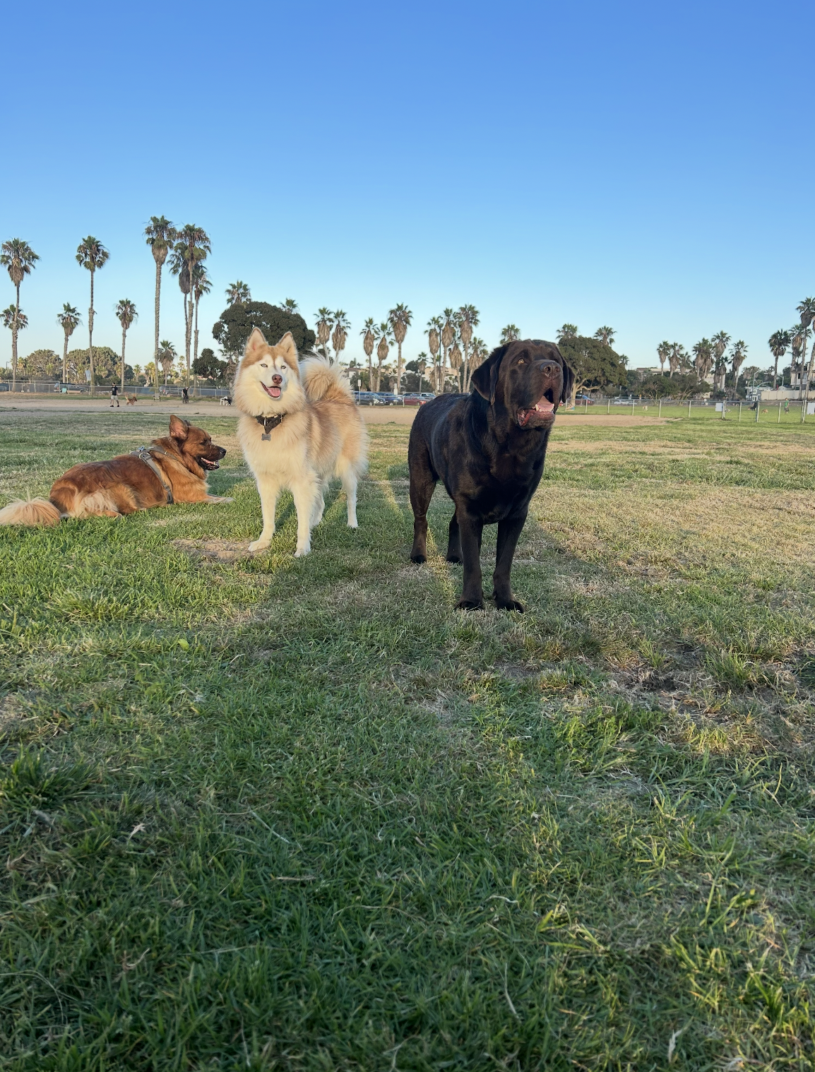 Dog smiling at camera